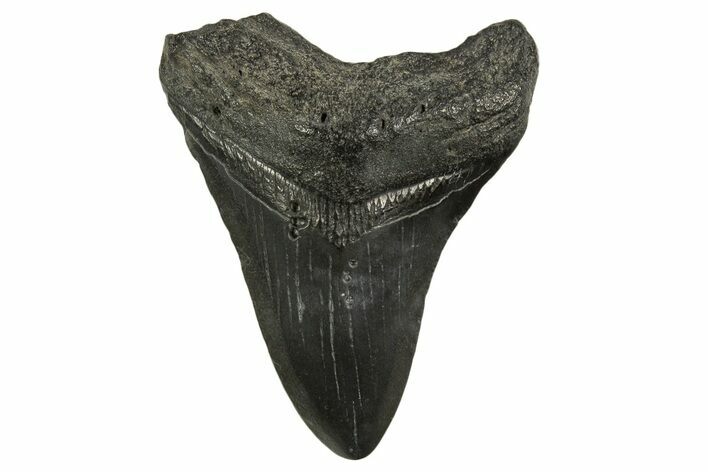 Fossil Megalodon Tooth - South Carolina #331518